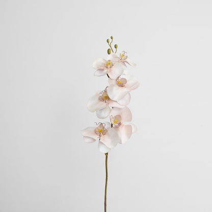 Orchid Single Phalaenopsis Stem 80cm Sunset 6 pcs