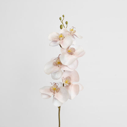 Orchid Single Phalaenopsis Stem 80cm Sunset 6 pcs