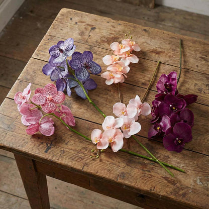 Orchid Single Phalaenopsis Stem 80cm Sunset 6 pcs