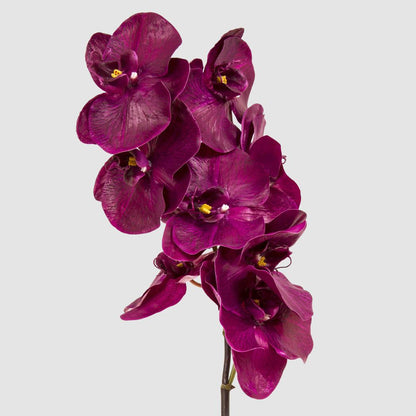Orchid Phalaenopsis Spray 1m Fuchsia