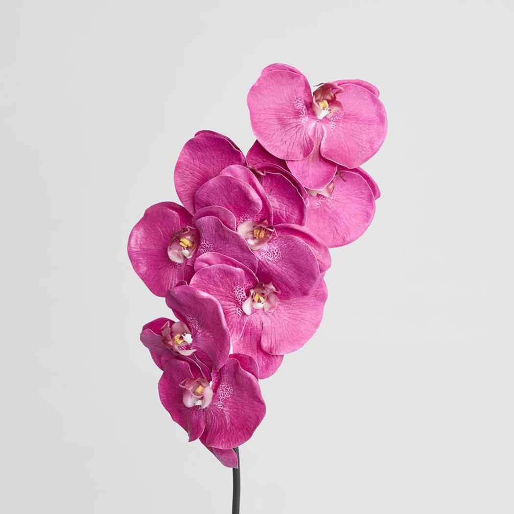 Orchid Phalaenopsis Spray 1m Mauve