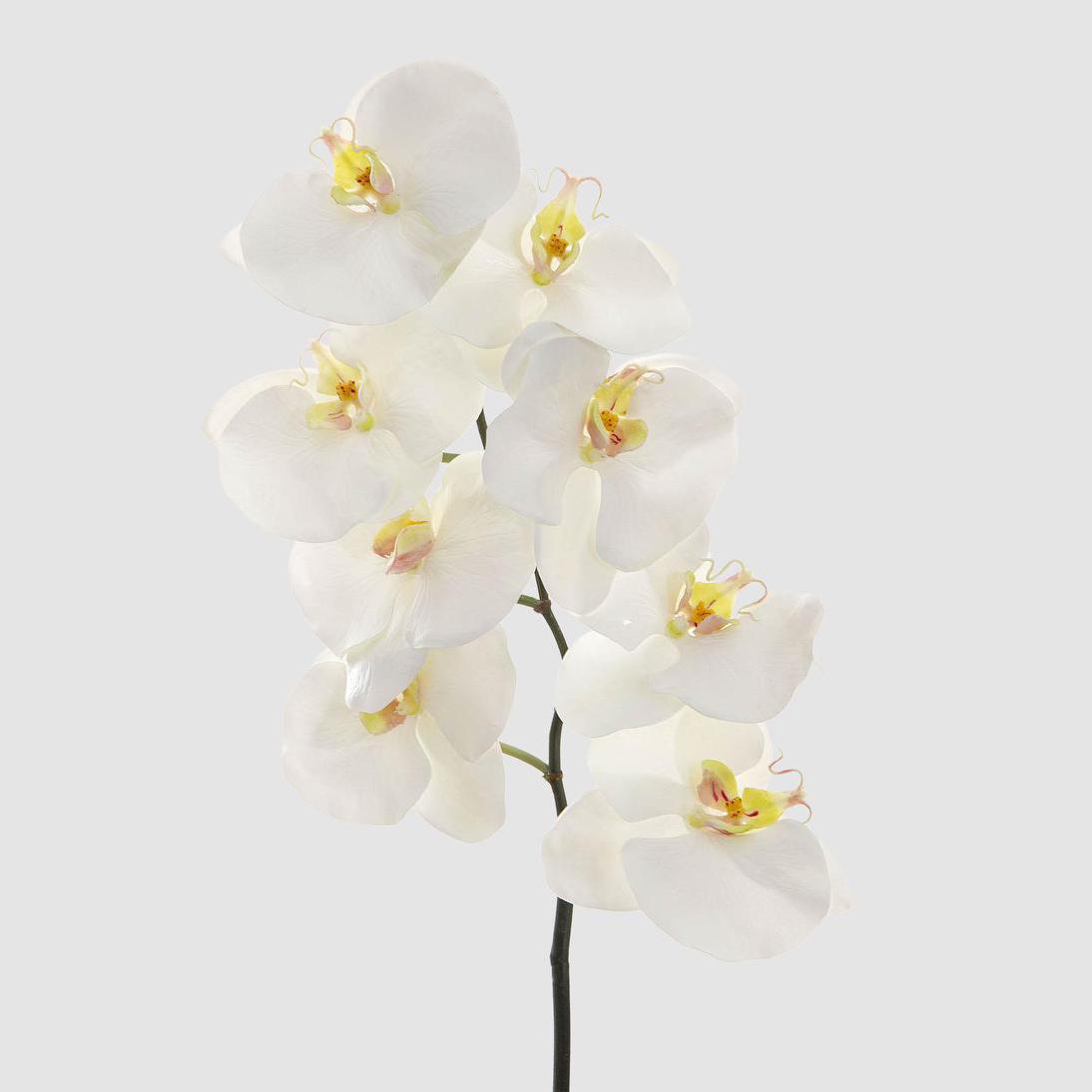 Orchid Phalaenopsis Spray 1m White