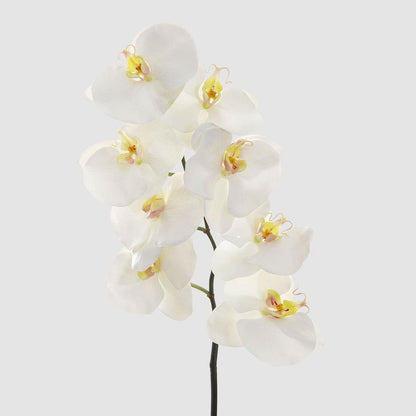 Orchid Phalaenopsis Spray 1m White