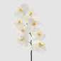Orchid Phalaenopsis Spray 1m White