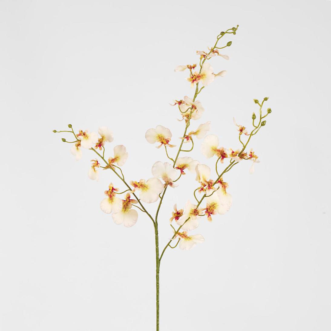 Lilly Dancing Orchid98cm Cream
