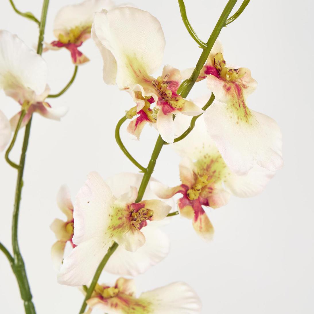 Lilly Dancing Orchid98cm Cream