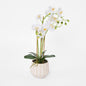 Ribbed Real Touch Potted Phalaenopsis Orchid LGE