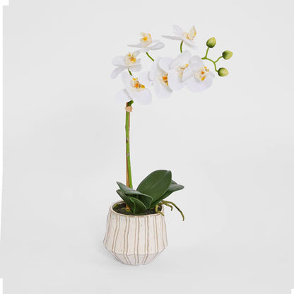Ribbed Real Touch Potted Phalaenopsis Orchid SML