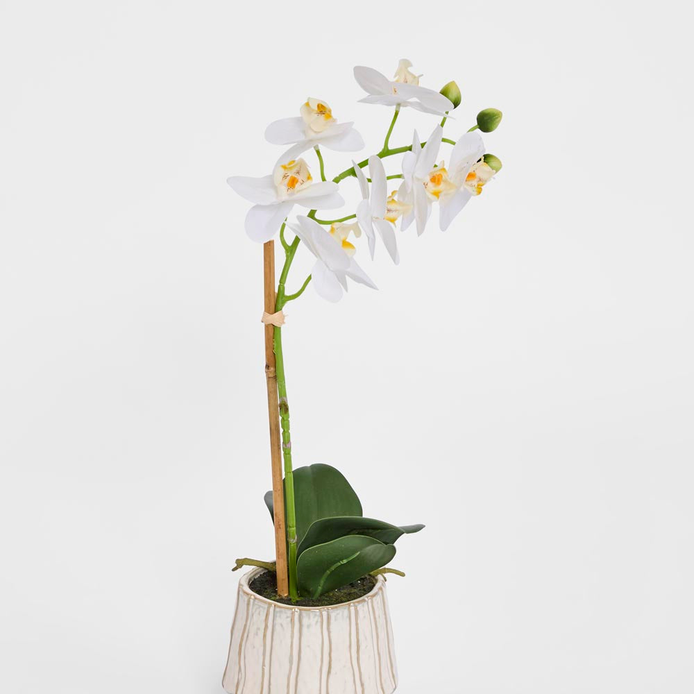 Ribbed Real Touch Potted Phalaenopsis Orchid SML