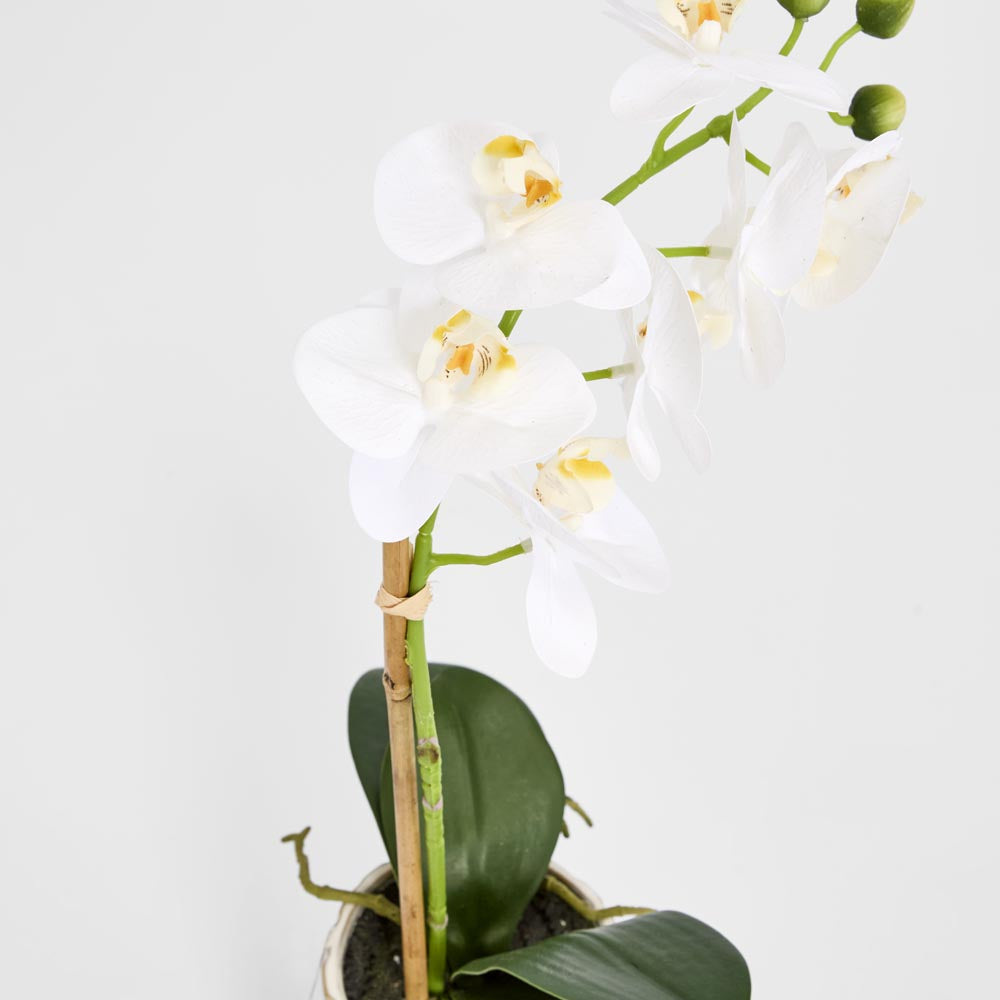 Ribbed Real Touch Potted Phalaenopsis Orchid SML