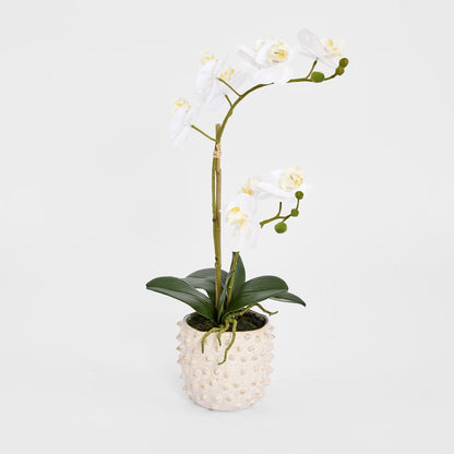 Spike Real Touch Potted Phalaenopsis Orchid SML