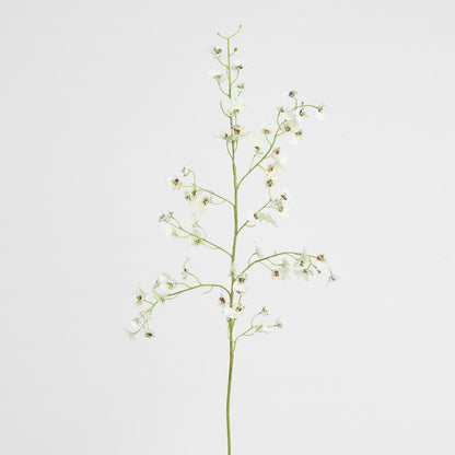 Dancing Orchid 93cm White