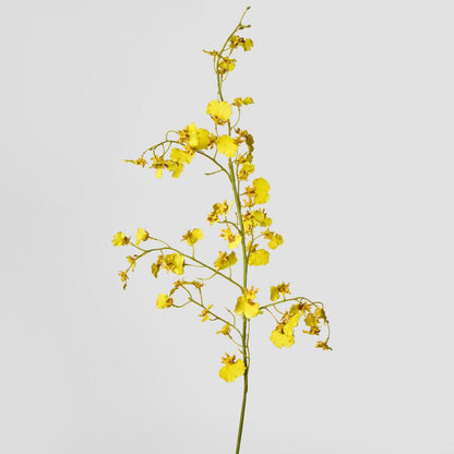 Dancing Orchid 93cm Yellow