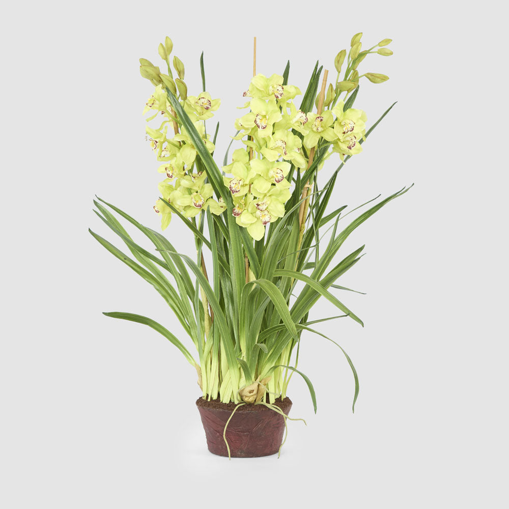 Cymbidium Giant Paper Pot 1.1m Light Green