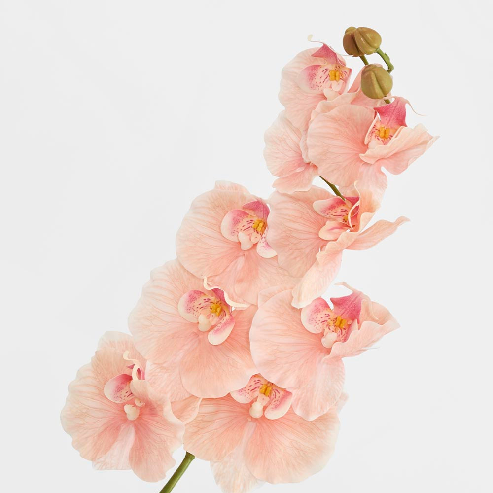Ripple Phalaenopsis Stem Peach