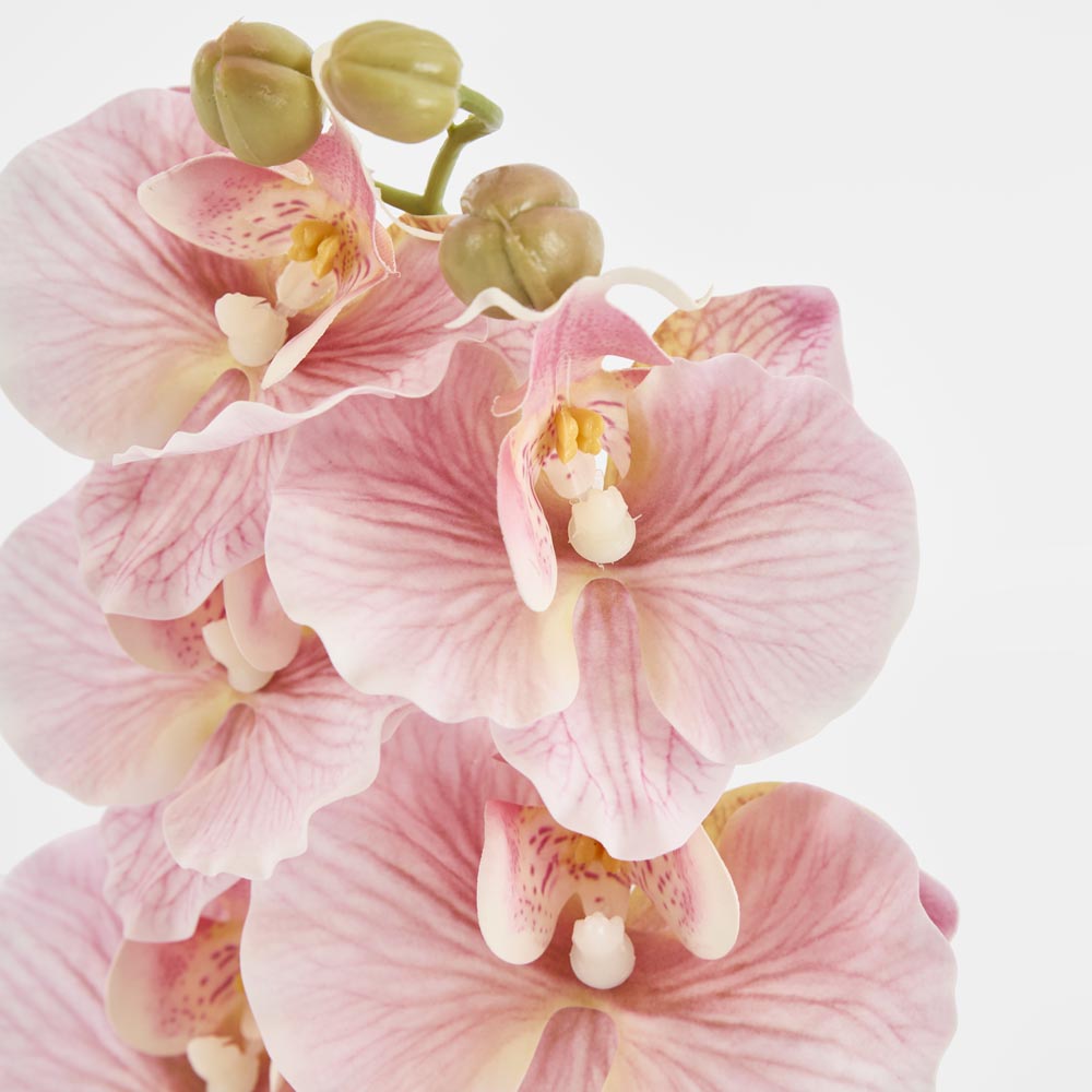 Ripple Phalaenopsis Stem Pink