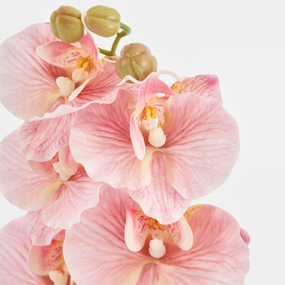 Ripple Phalaenopsis Stem Pink
