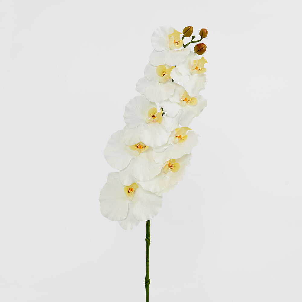 Ripple Phalaenopsis Stem White