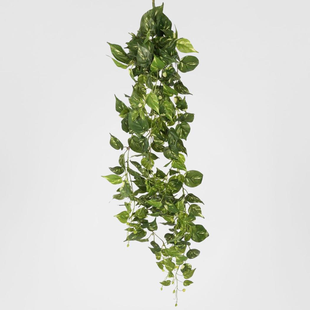 Pothos Hanging Bush 8 Branches
