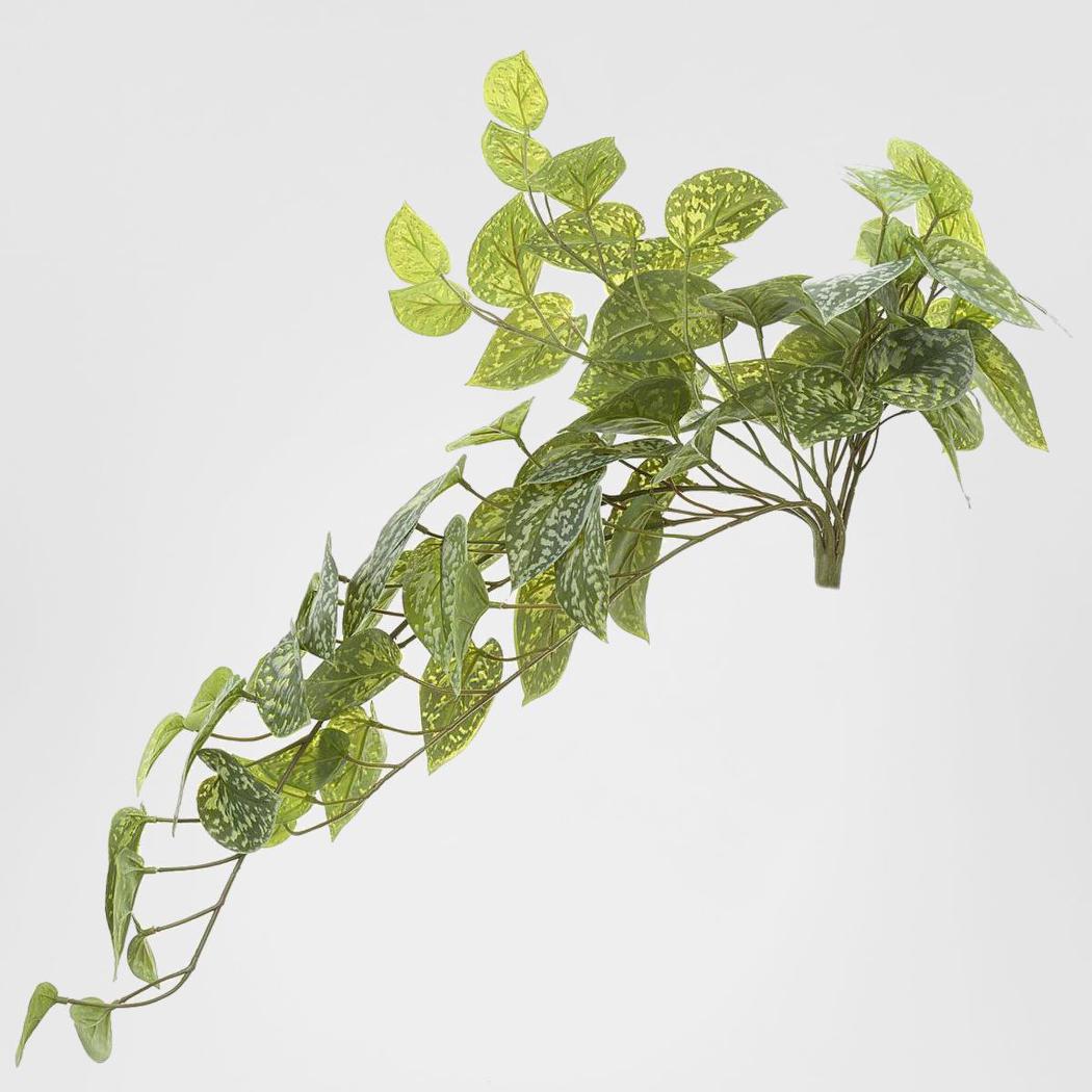 Pothos hanging Bush 70cm Green
