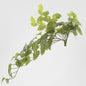 Pothos hanging Bush 70cm Green