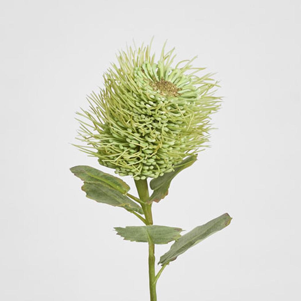 Pincushion Native Flower 60cm Green