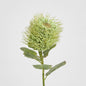 Pincushion Native Flower 60cm Green