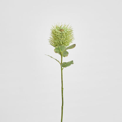 Pincushion Native Flower 60cm Green