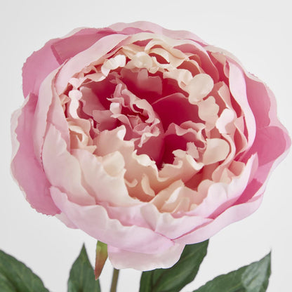 Peony Half Open 70cm Pink 6 pcs