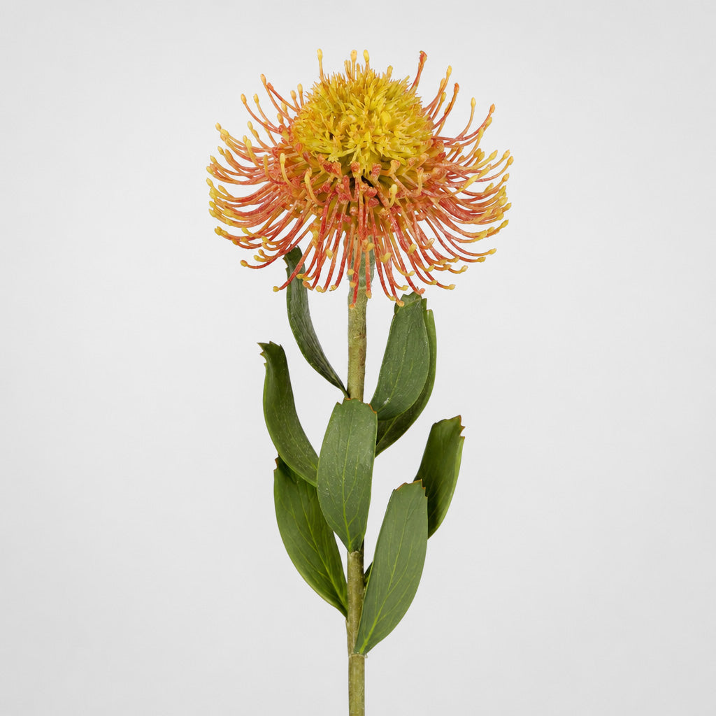 Pincushion Flower Stem 58cm Orange 6 pcs