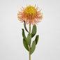 Pincushion Flower Stem 58cm Orange 6 pcs