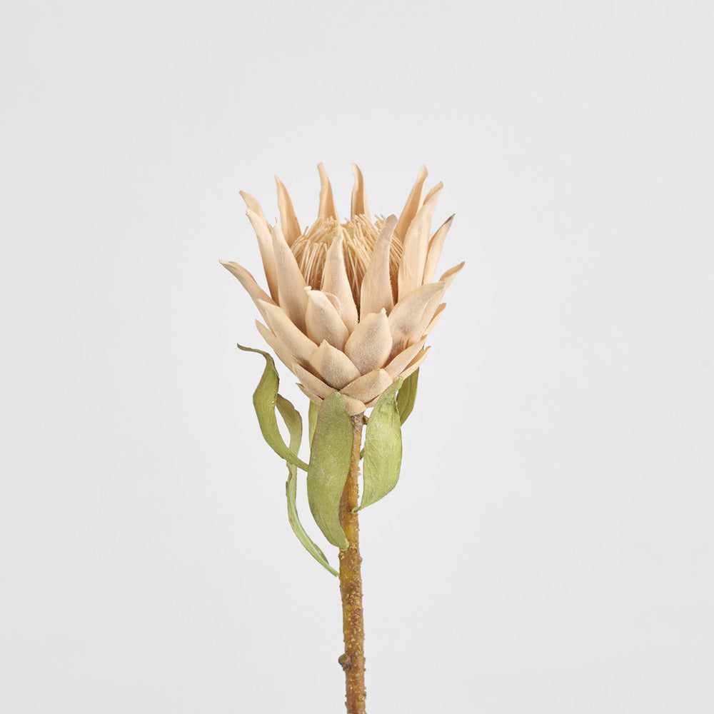 Dried Look Protea Stem 75cm Blush 6 pcs