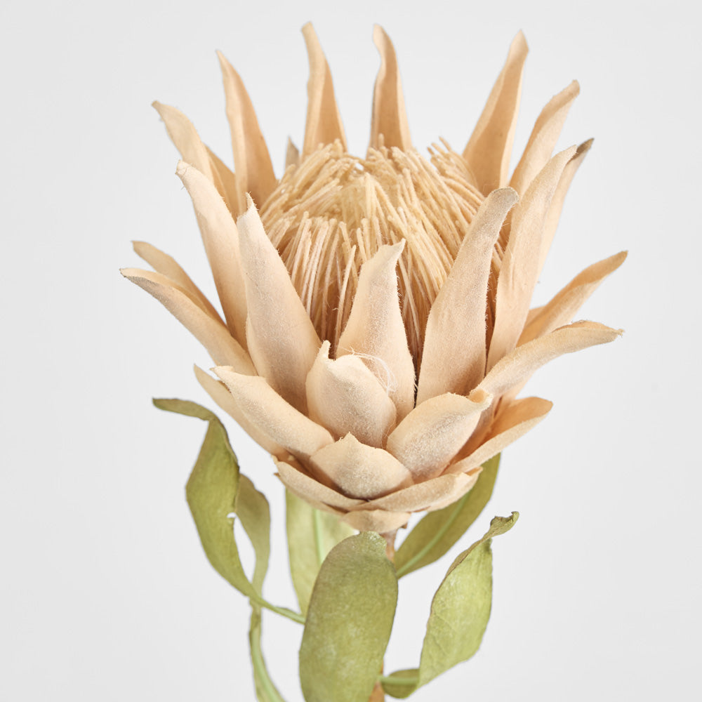 Dried Look Protea Stem 75cm Blush 6 pcs