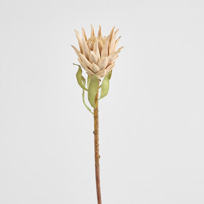 Dried Look Protea Stem 75cm Blush 6 pcs