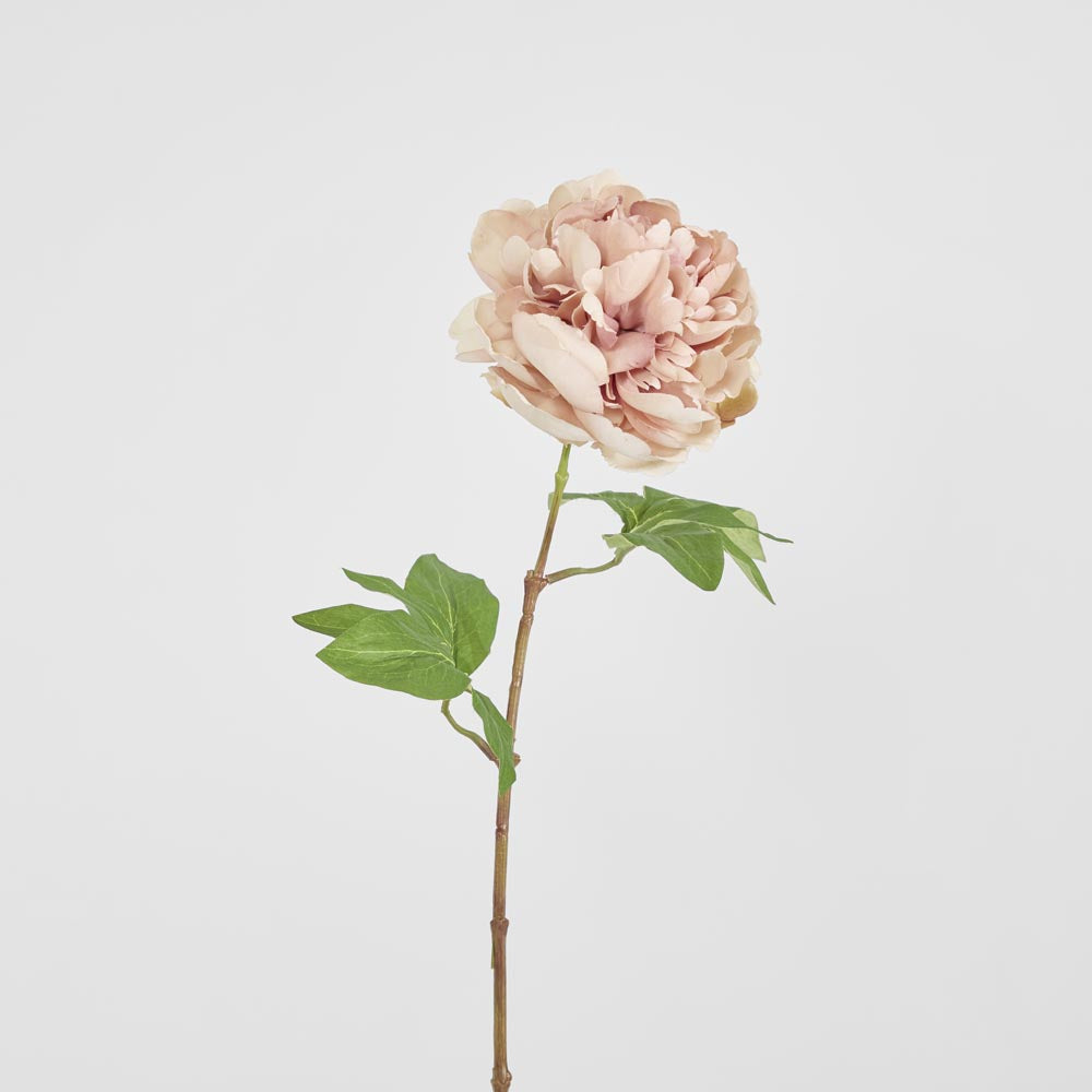 Dried Look Peony Stem 61cm Blush 6 pcs