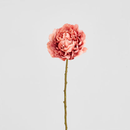 Peony Dark Pink 64cm 12 pcs