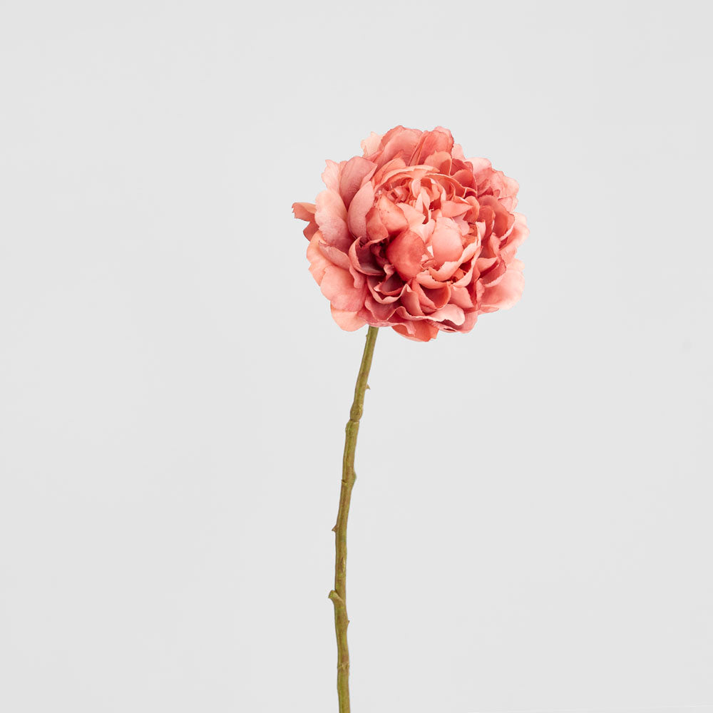 Peony Dark Pink 64cm 12 pcs