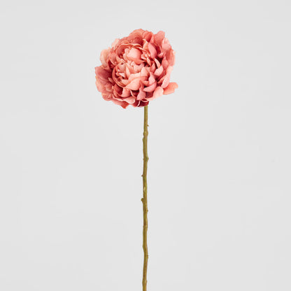 Peony Dark Pink 64cm 12 pcs