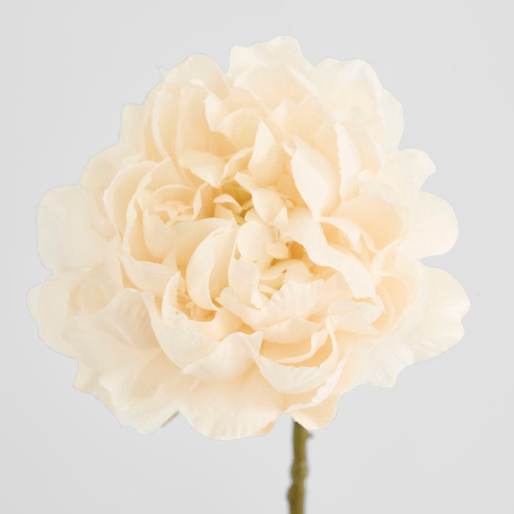 Peony White 64cm 12 pcs