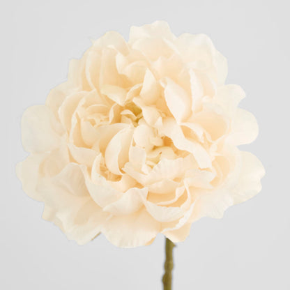 Peony White 64cm 12 pcs