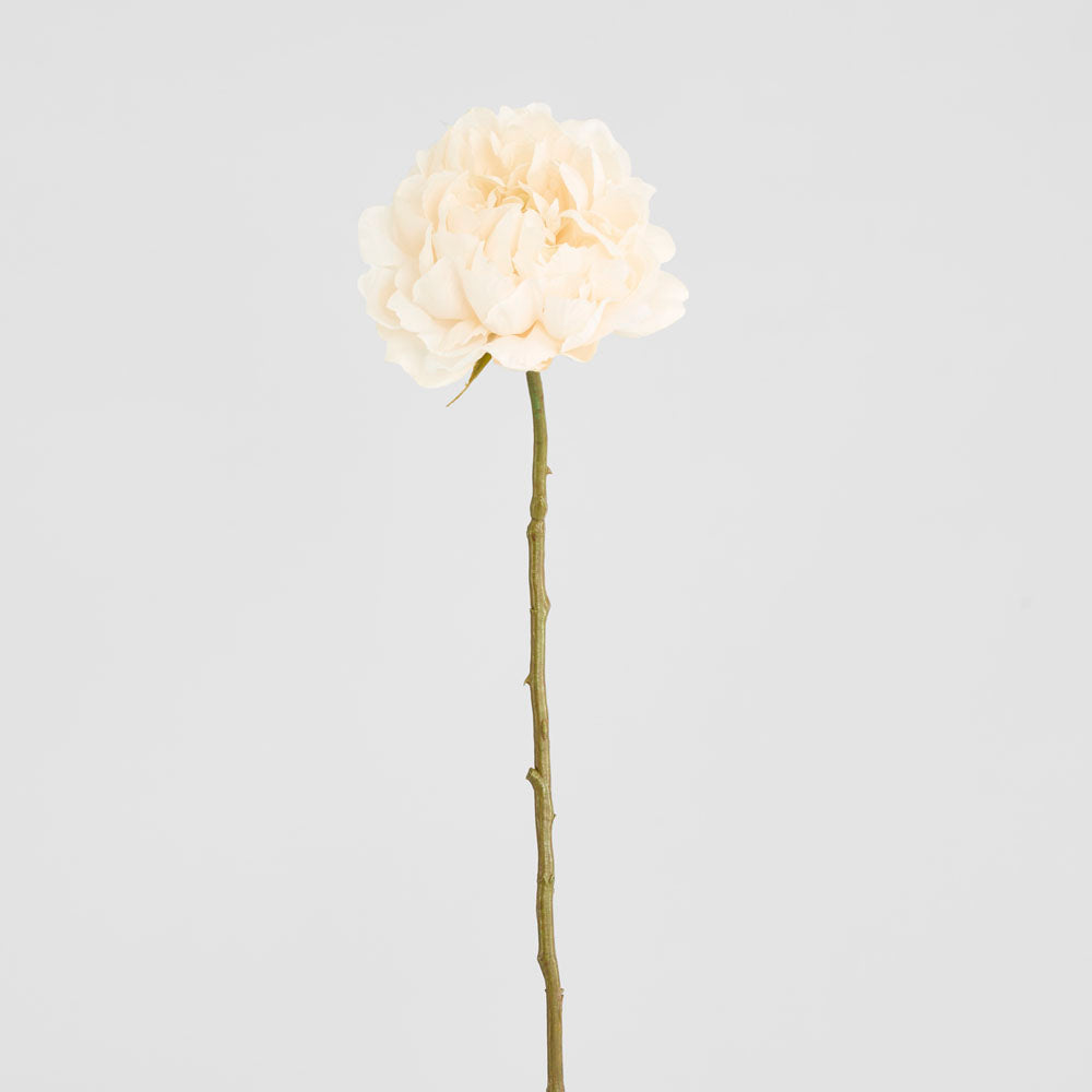 Peony White 64cm 12 pcs