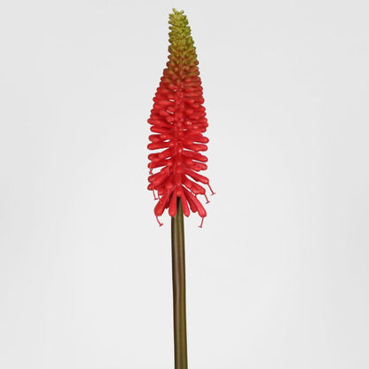 Red Hot Poker Stem 69cm Red 6 pcs