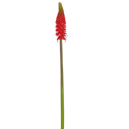 Red Hot Poker Stem 69cm Red 6 pcs