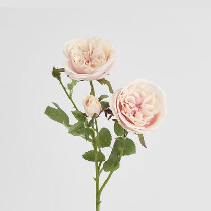 David Austin English Rose 55cm Pink