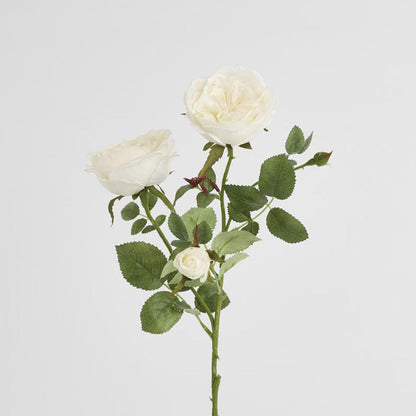 David Austin English Rose 55cm White