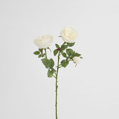 David Austin English Rose 55cm White