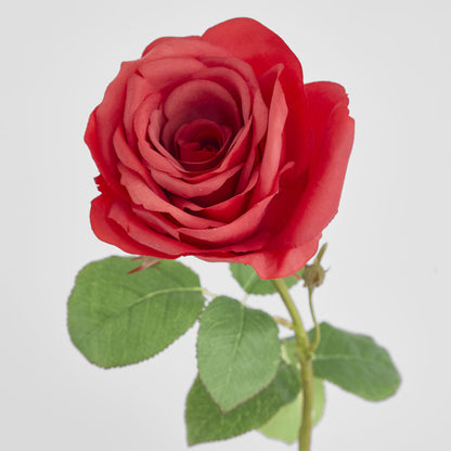 Cabbage Rose Real Touch 65cm Red 6 pcs