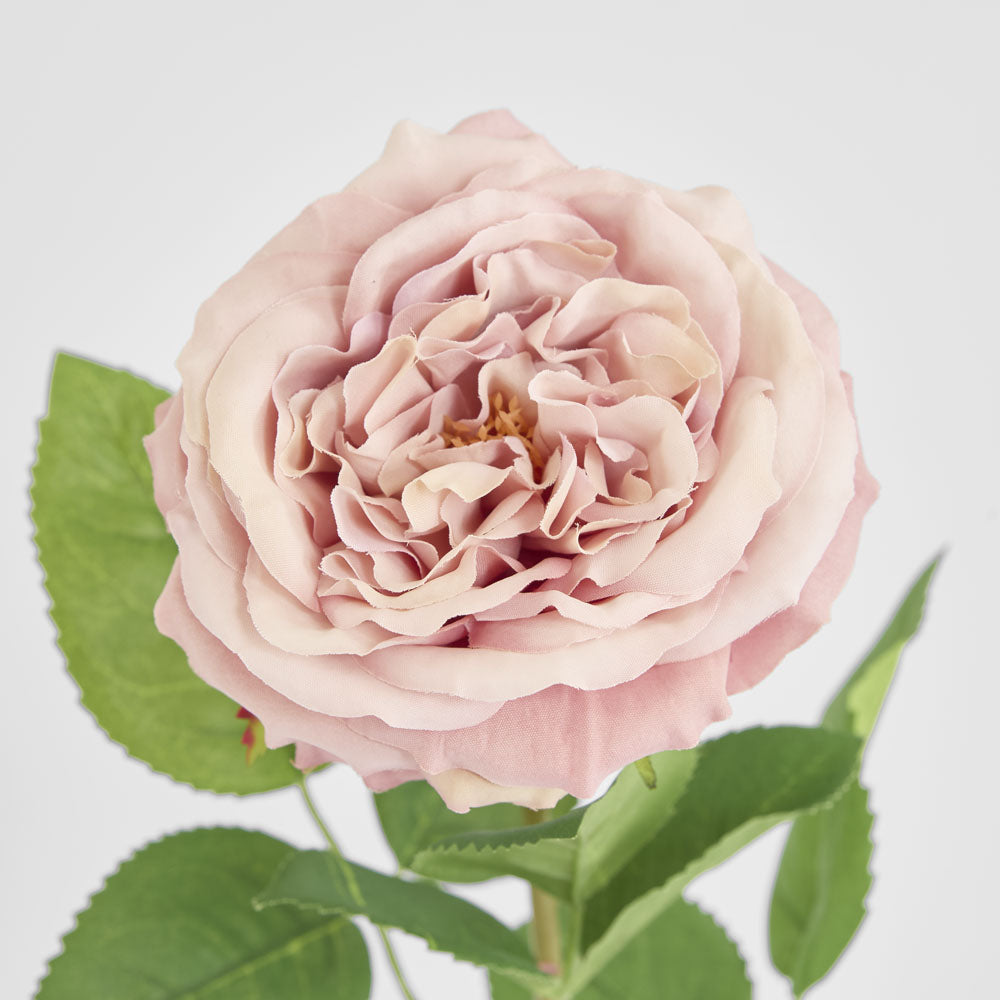 Dried Look English Rose Stem 50cm Blush 6 pcs