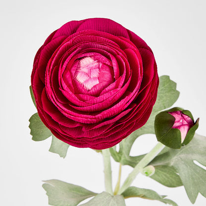 Clara Fuschia Ranunculus Spray49cm