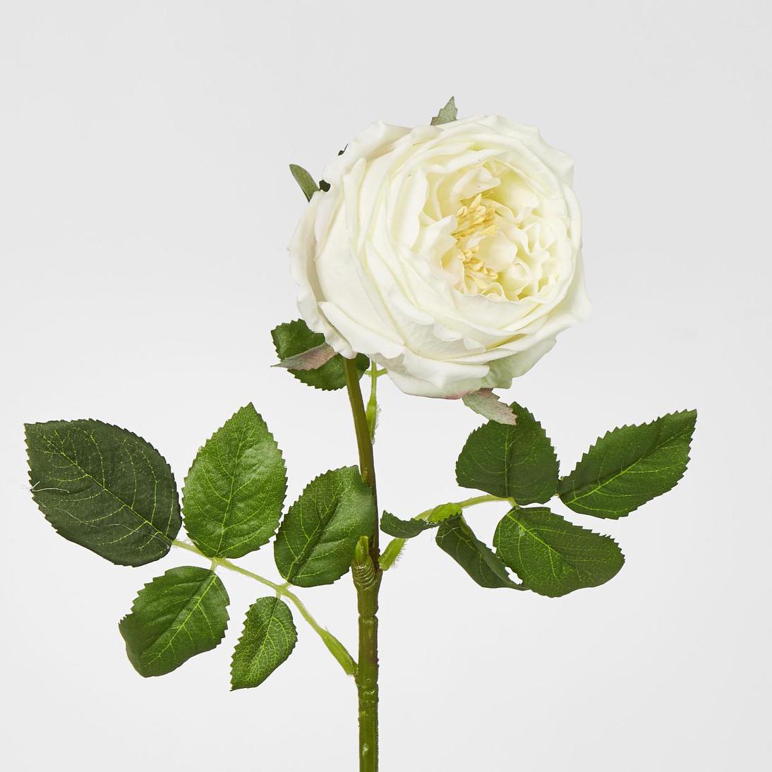 Dianna Real Touch Rose Steam Light Champagne60cm 15 pcs